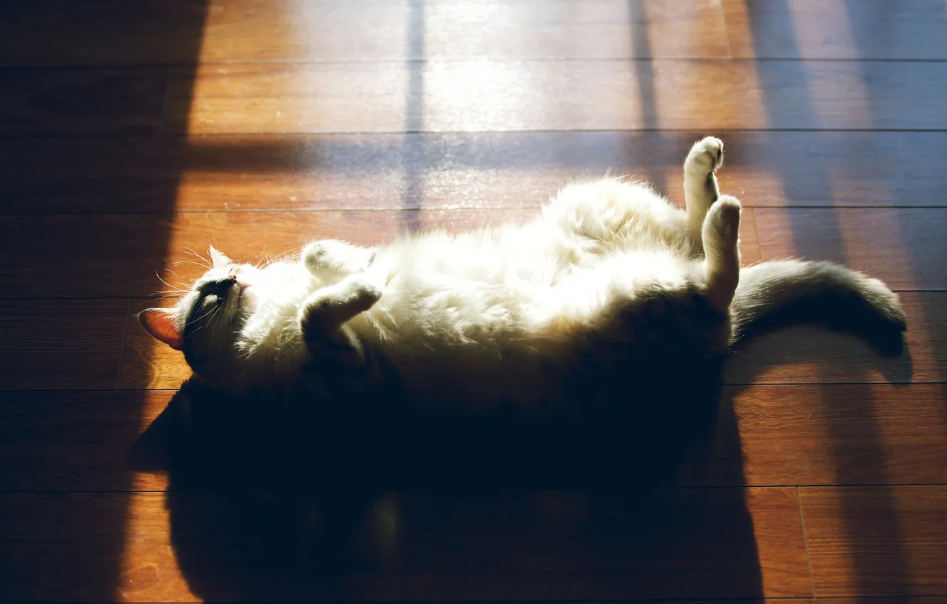 Photo wallpaper cat, white, cat, shadow, wool, fluffy, floor, lies