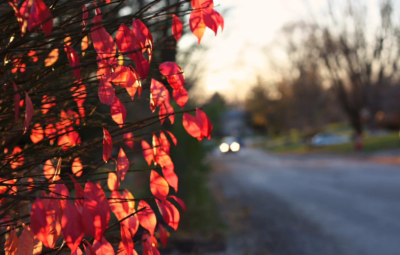 Photo wallpaper leaves, orange, street