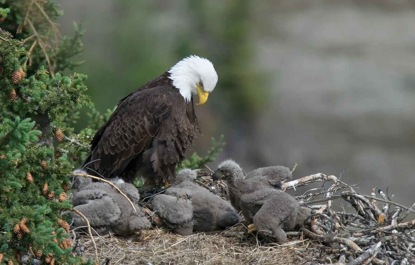 Photo wallpaper nature, bird, eagle