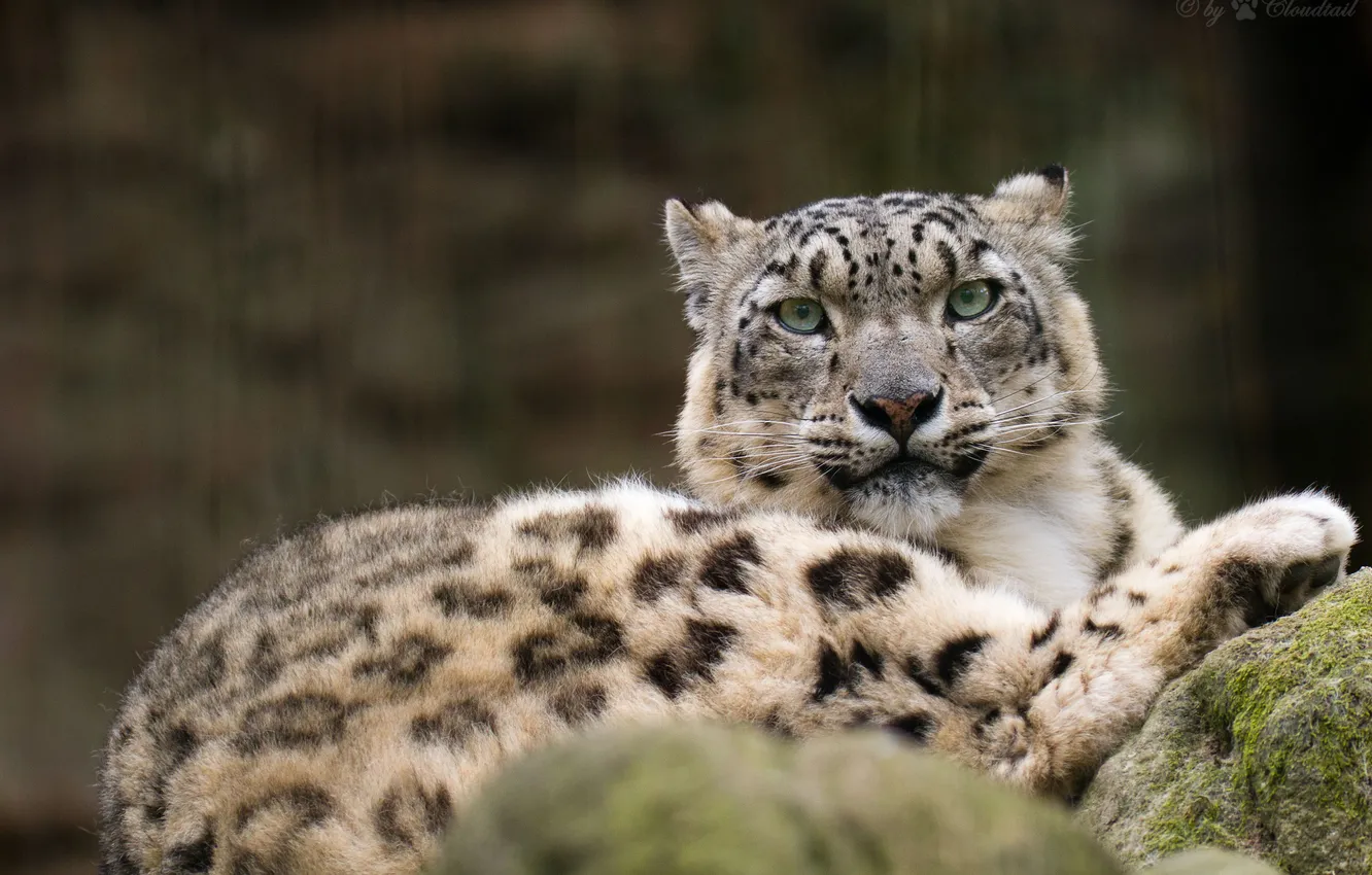Photo wallpaper cat, look, stone, moss, IRBIS, snow leopard
