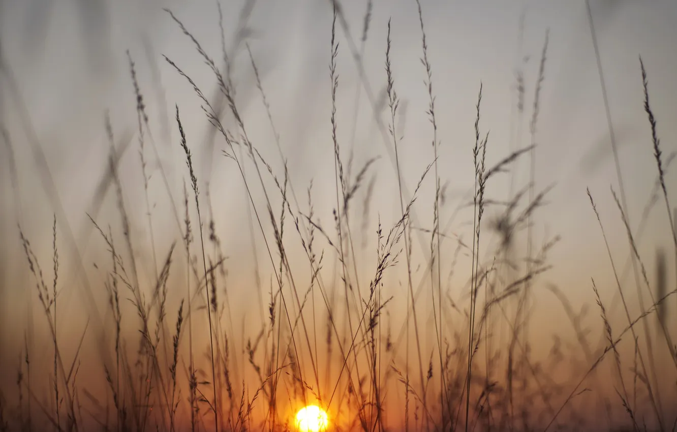 Photo wallpaper grass, sunrise, stems