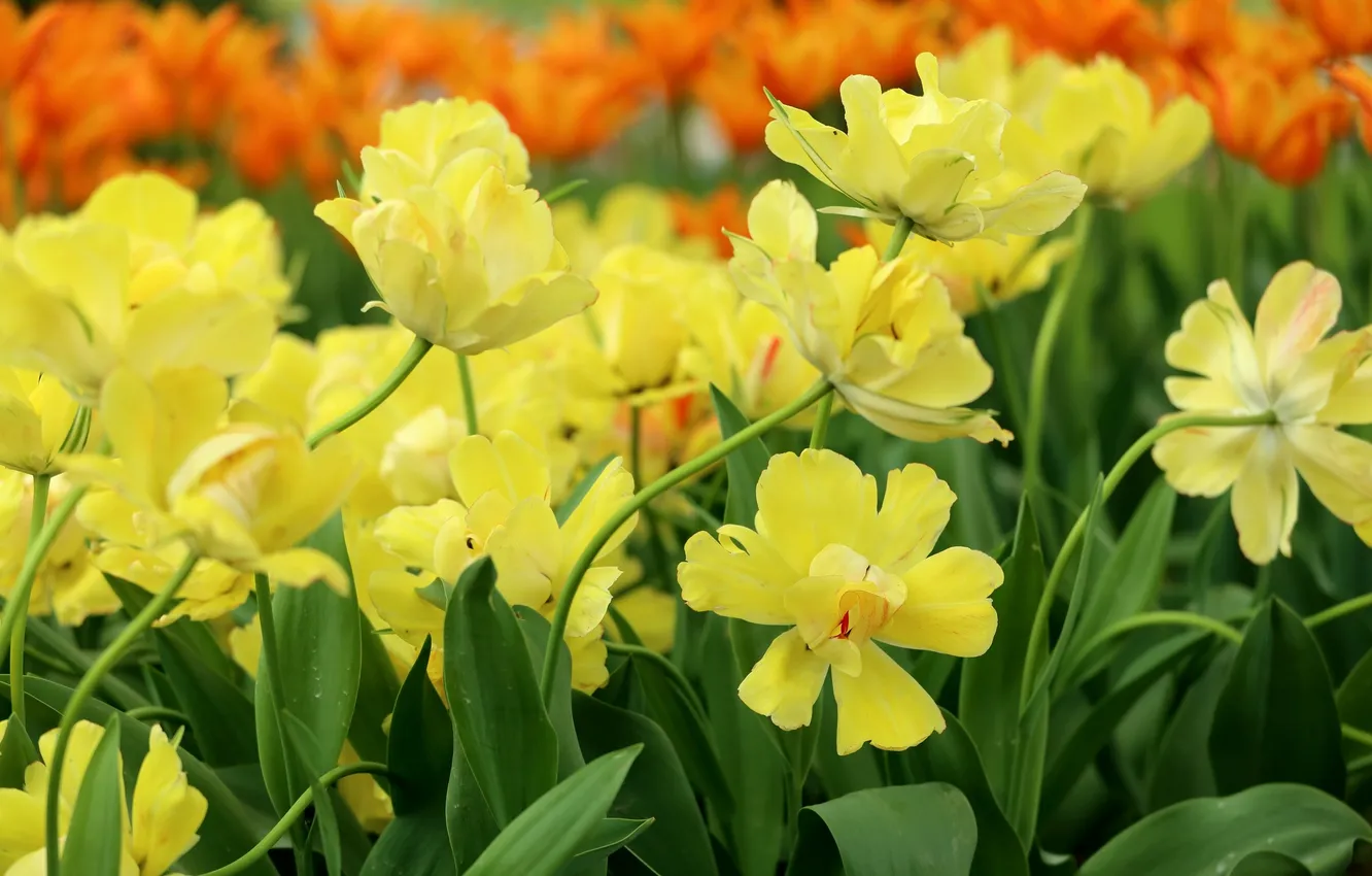 Photo wallpaper yellow, spring, petals, tulips
