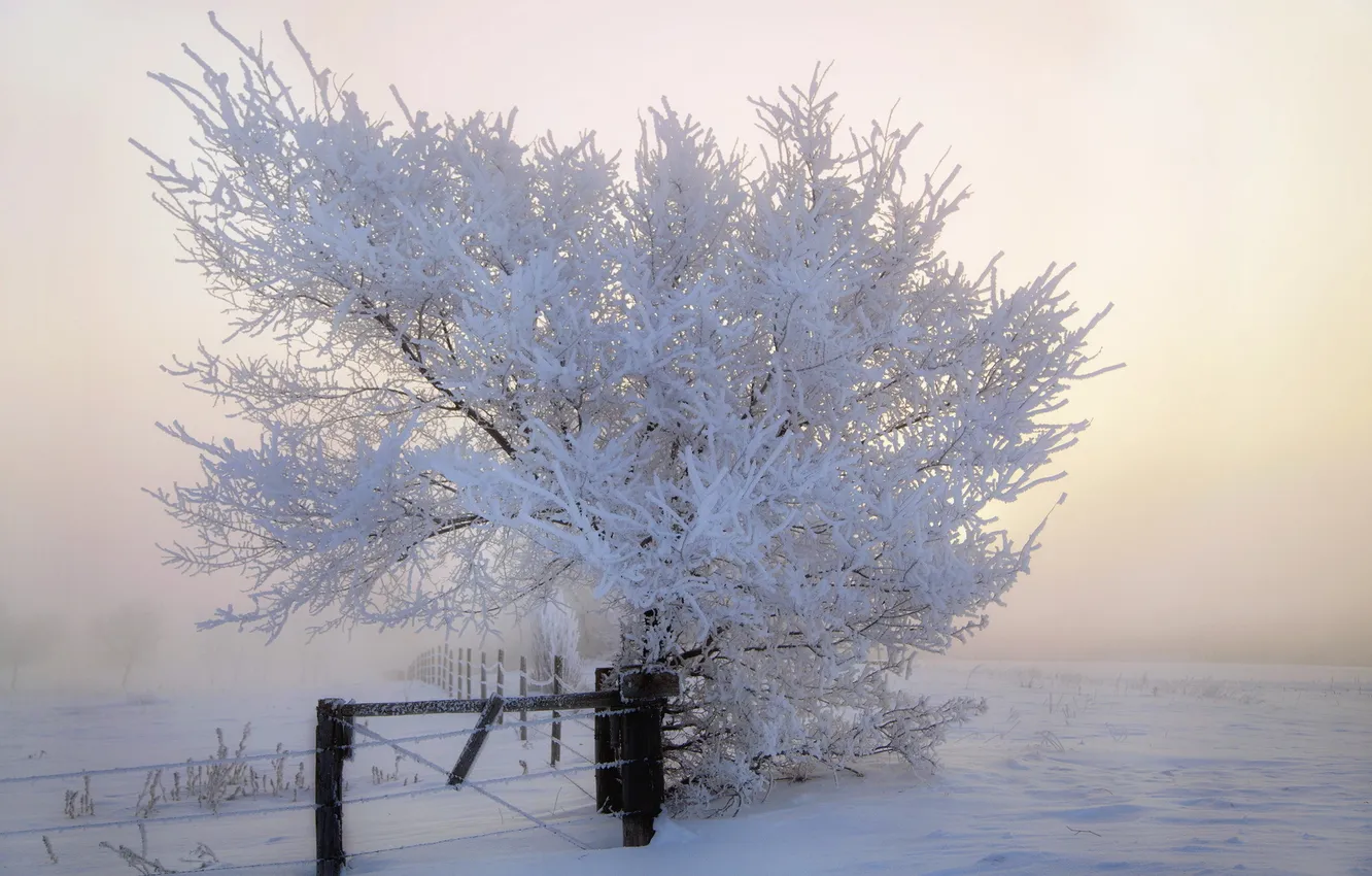 Photo wallpaper winter, landscape, fog, the fence, morning