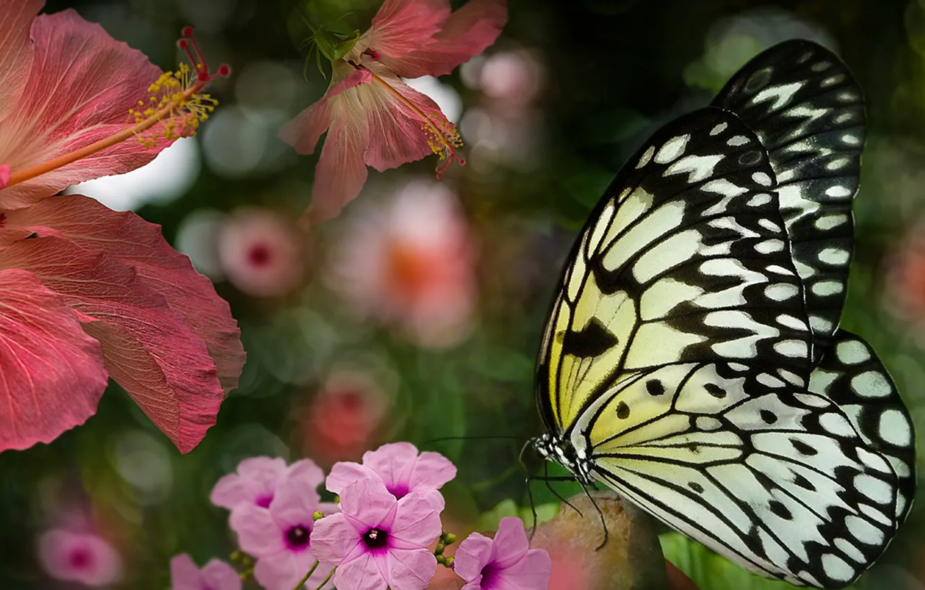 Photo wallpaper summer, flowers, butterfly
