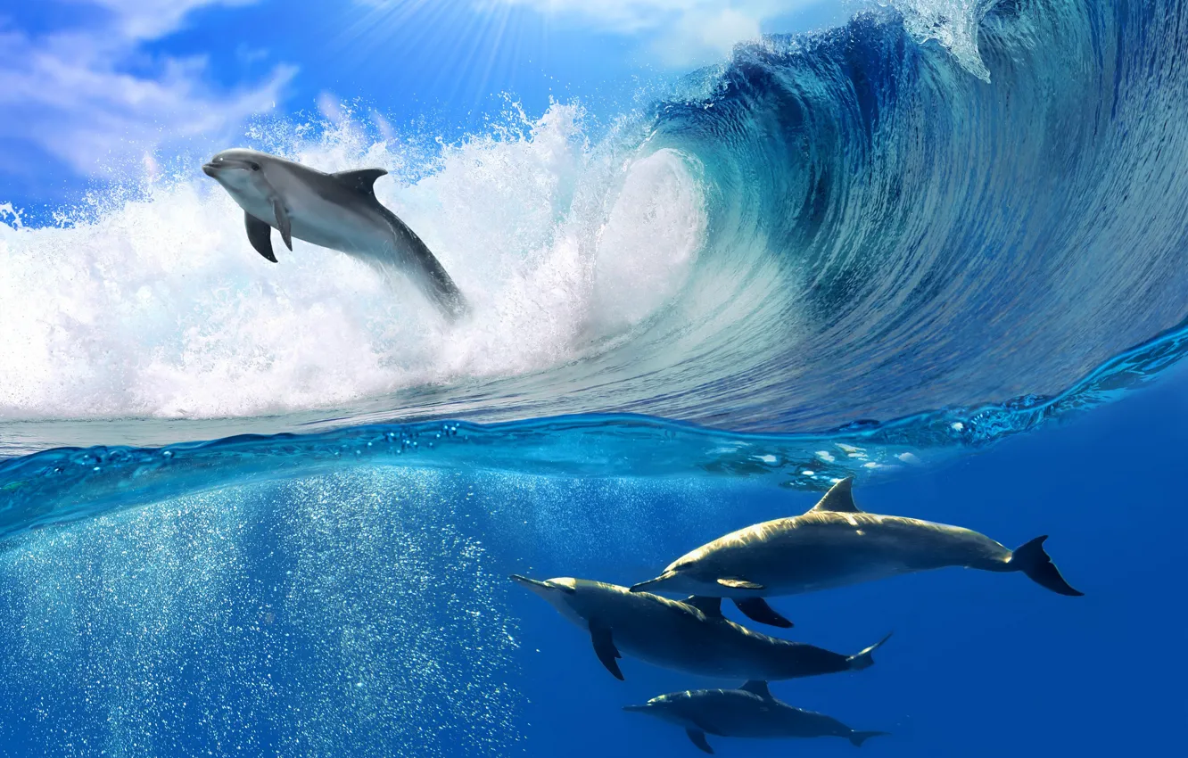 Photo wallpaper sea, wave, foam, the sun, dolphins