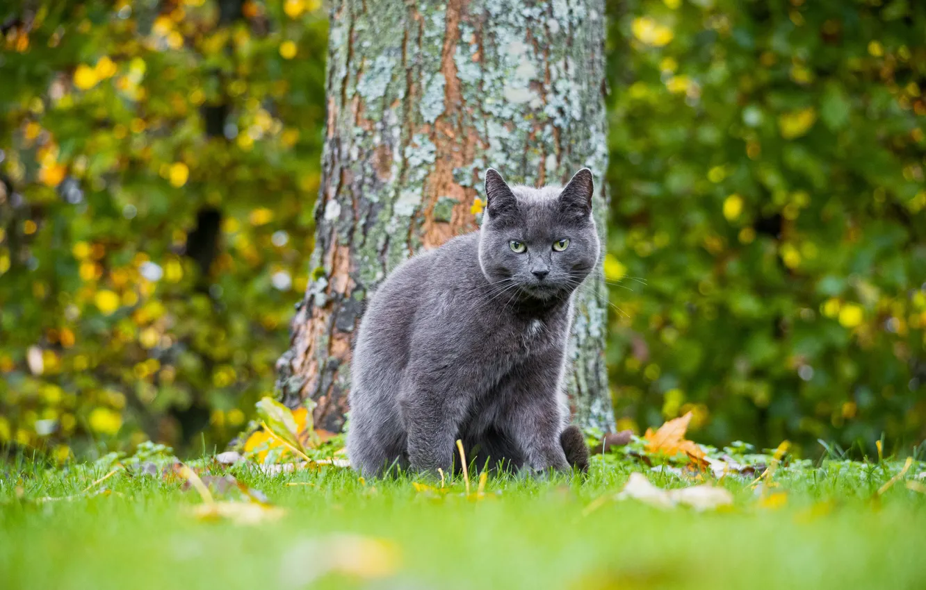 Photo wallpaper autumn, cat, cat, grey