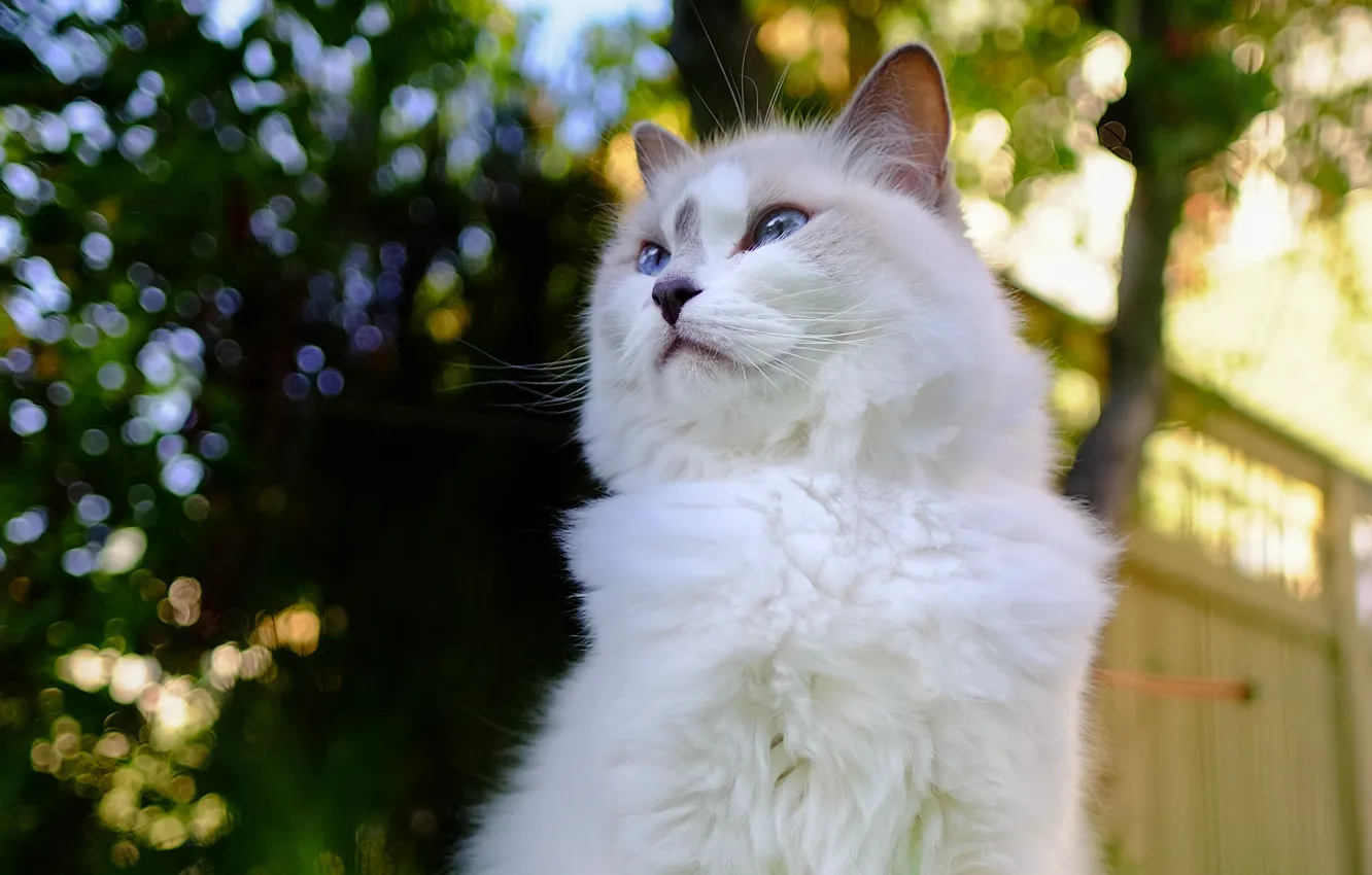 Photo wallpaper cat, cat, nature, pose, the fence, fluffy, bokeh, blue-eyed