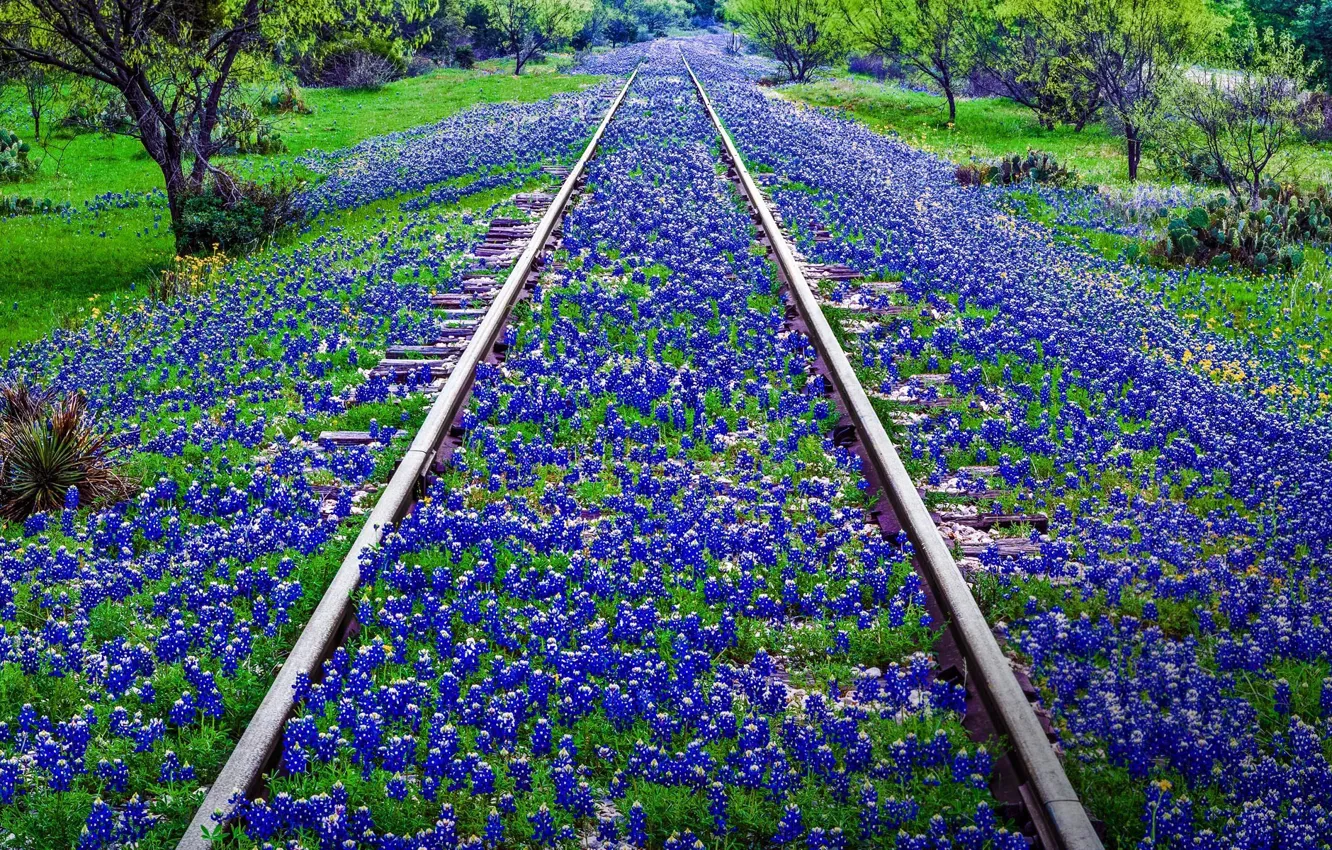 Photo wallpaper flowers, rails, USA, Texas, Llano