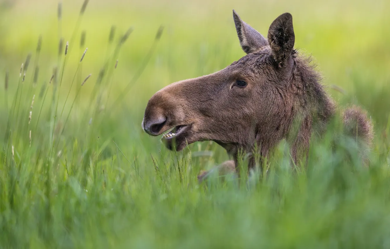 Photo wallpaper grass, face, cub, moose, calf