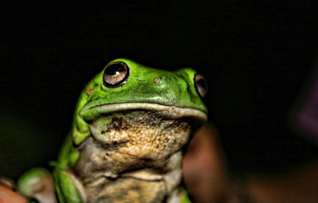 Photo wallpaper dark, frog, toad