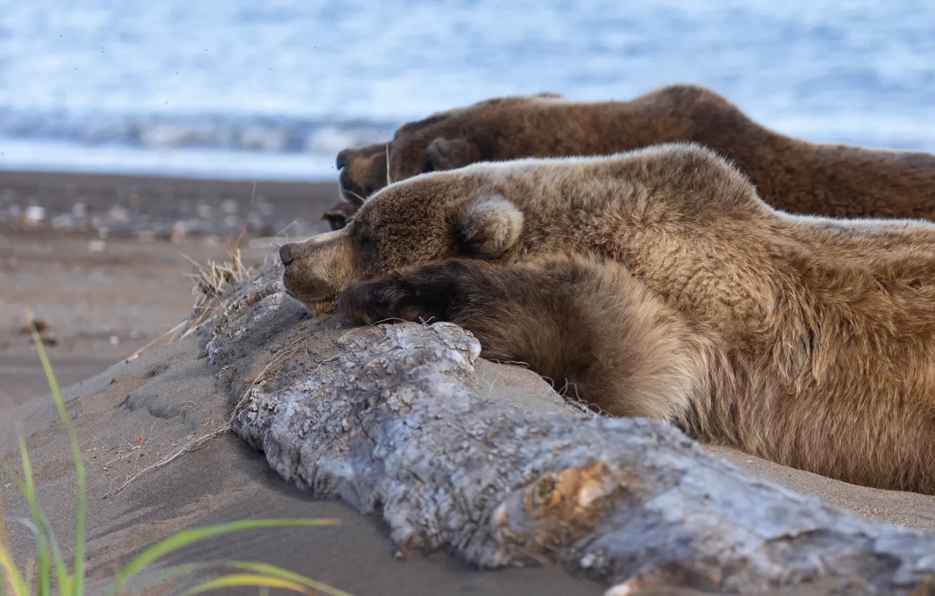 Photo wallpaper nature, pose, stay, bear, lies