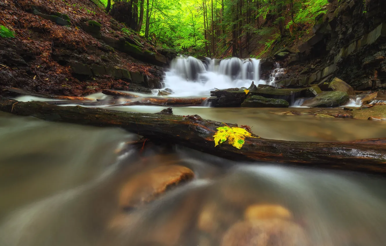 Photo wallpaper autumn, forest, nature, river, stones, waterfall, Poland, logs
