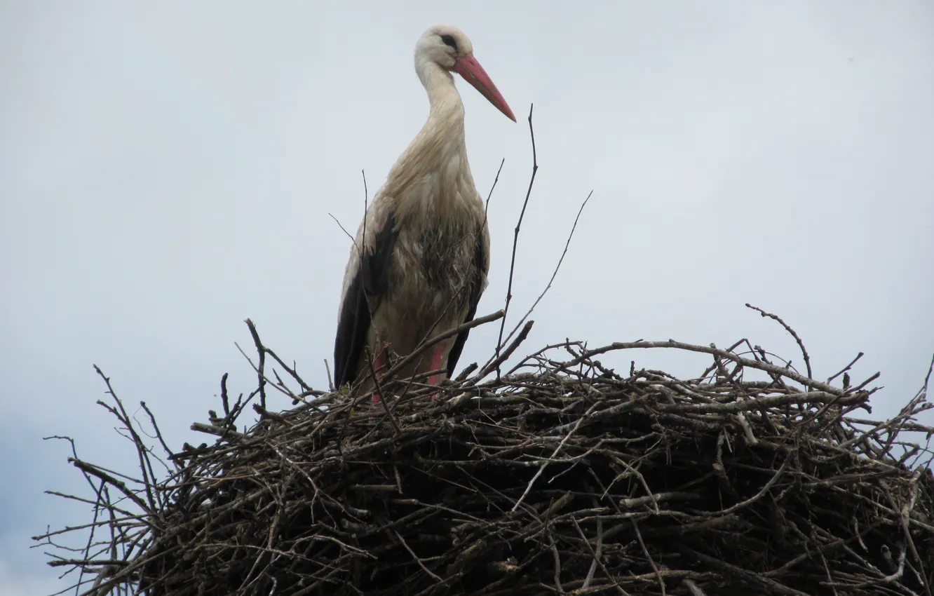 Photo wallpaper animals, landscape, nature