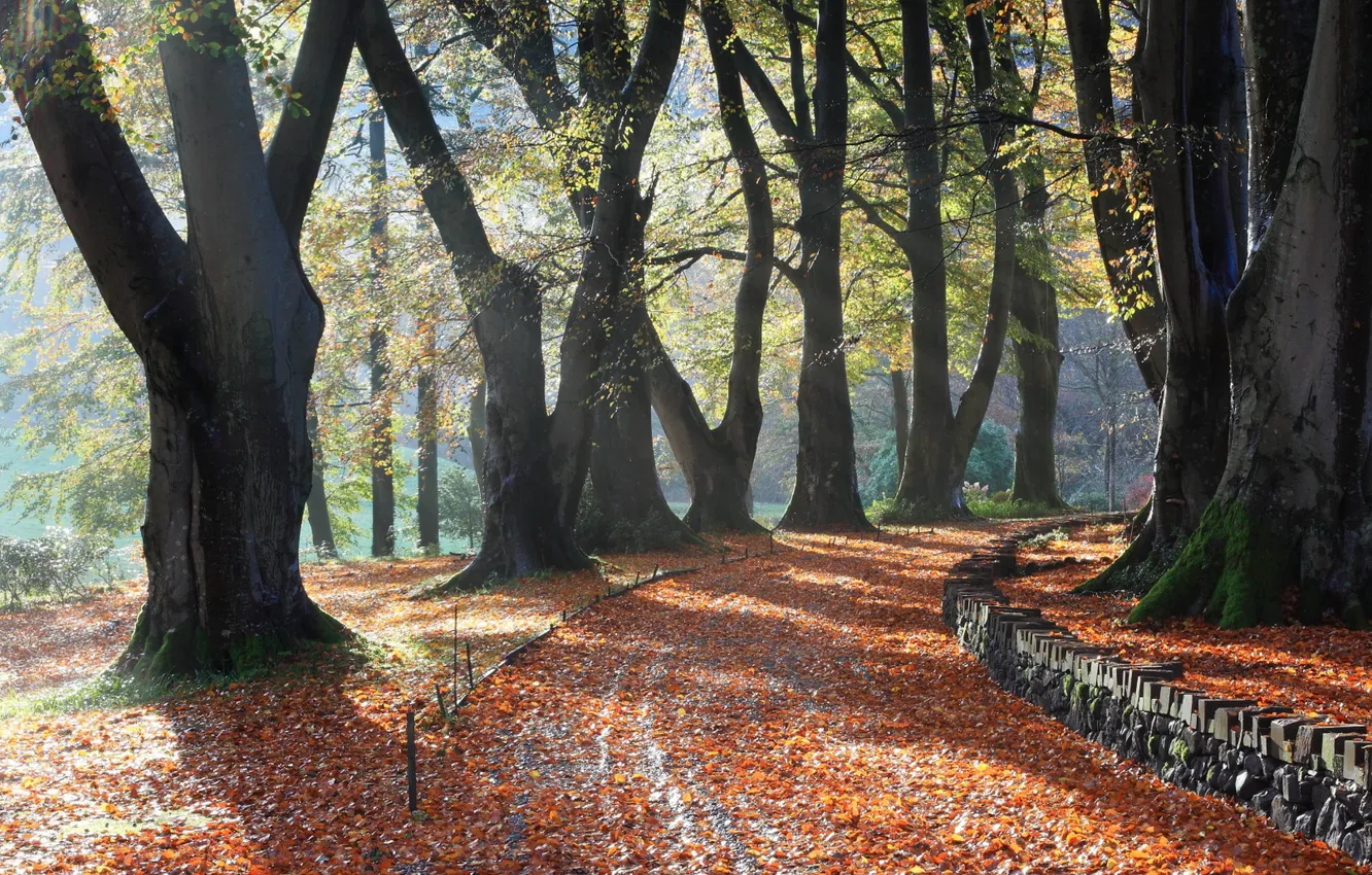 Photo wallpaper autumn, trees, nature, Park