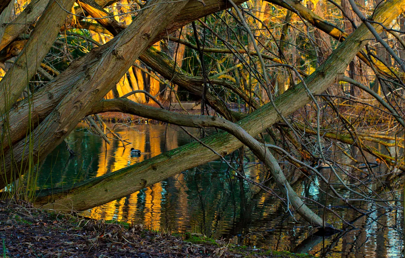 Photo wallpaper trees, water, park, lake, twigs