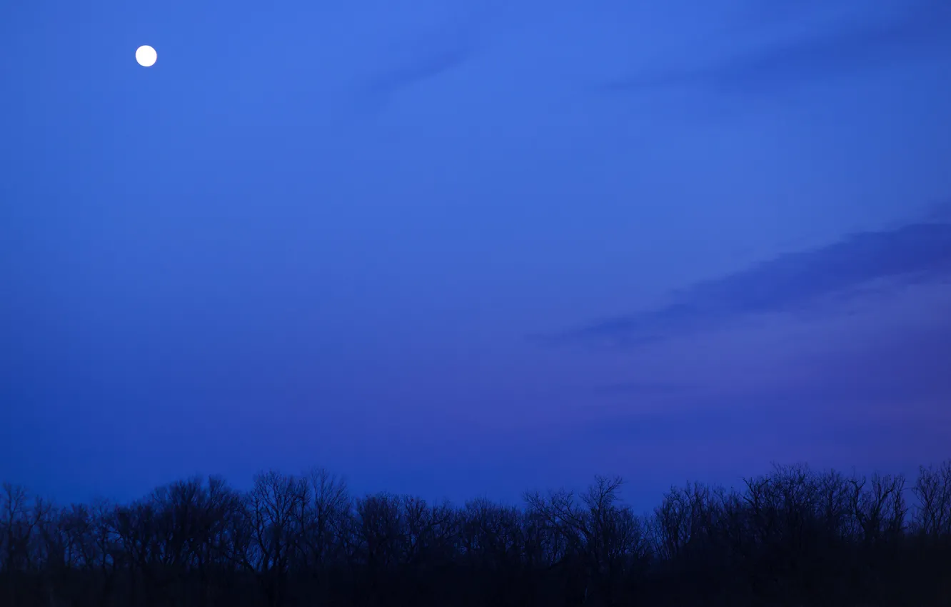 Photo wallpaper the sky, clouds, trees, night, the moon, Field, blue