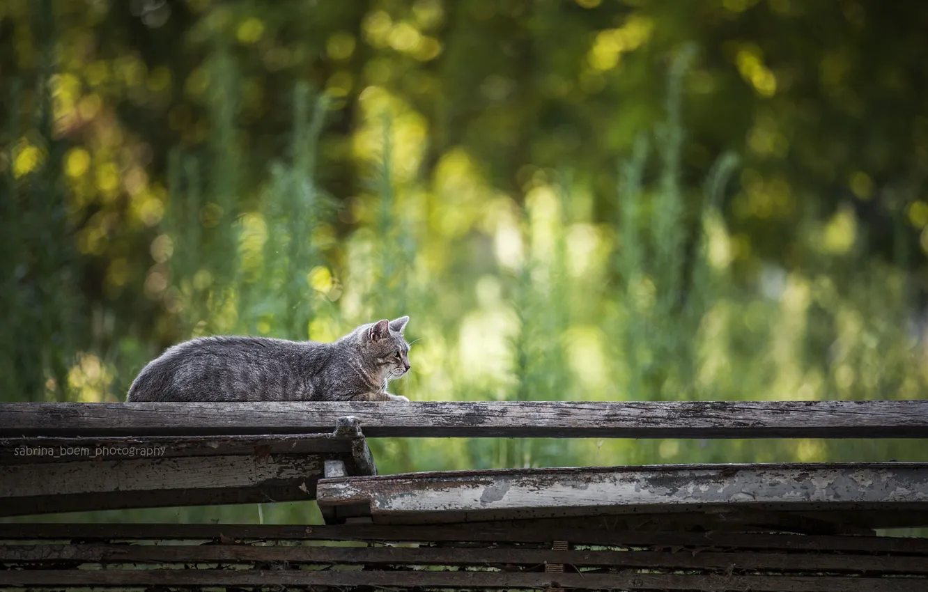 Photo wallpaper bokeh, on the fence, tabby cat