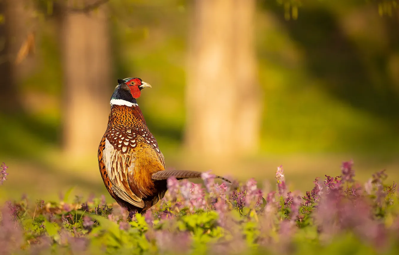 Photo wallpaper nature, bird, glade, walk, bokeh, pheasant