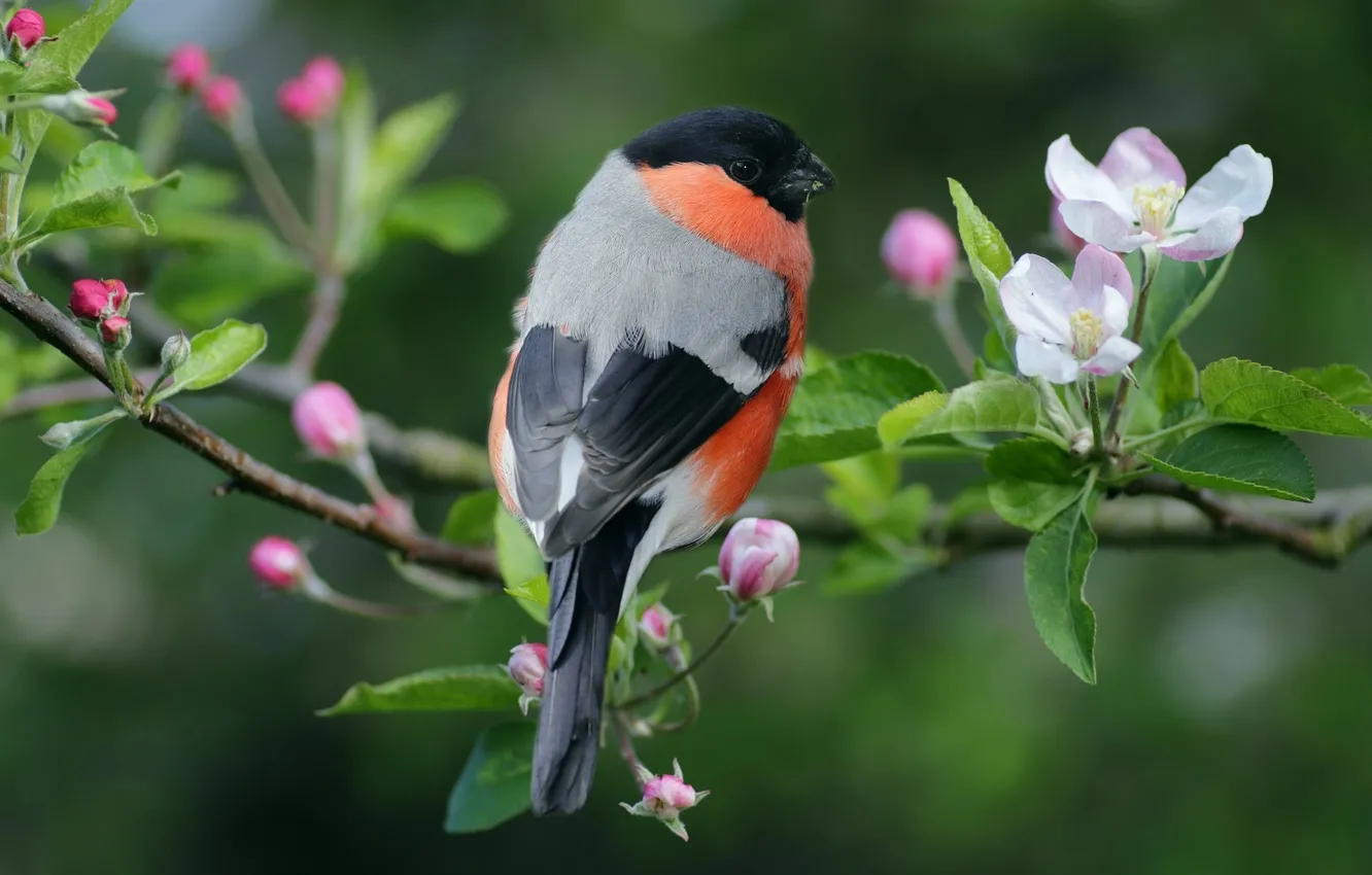 Photo wallpaper leaves, branches, microsemi, bird, beautiful, flowering, bullfinch, bright color