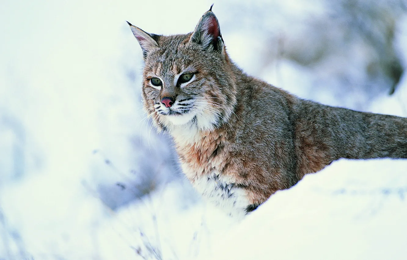 Photo wallpaper look, snow, lynx, wild cat