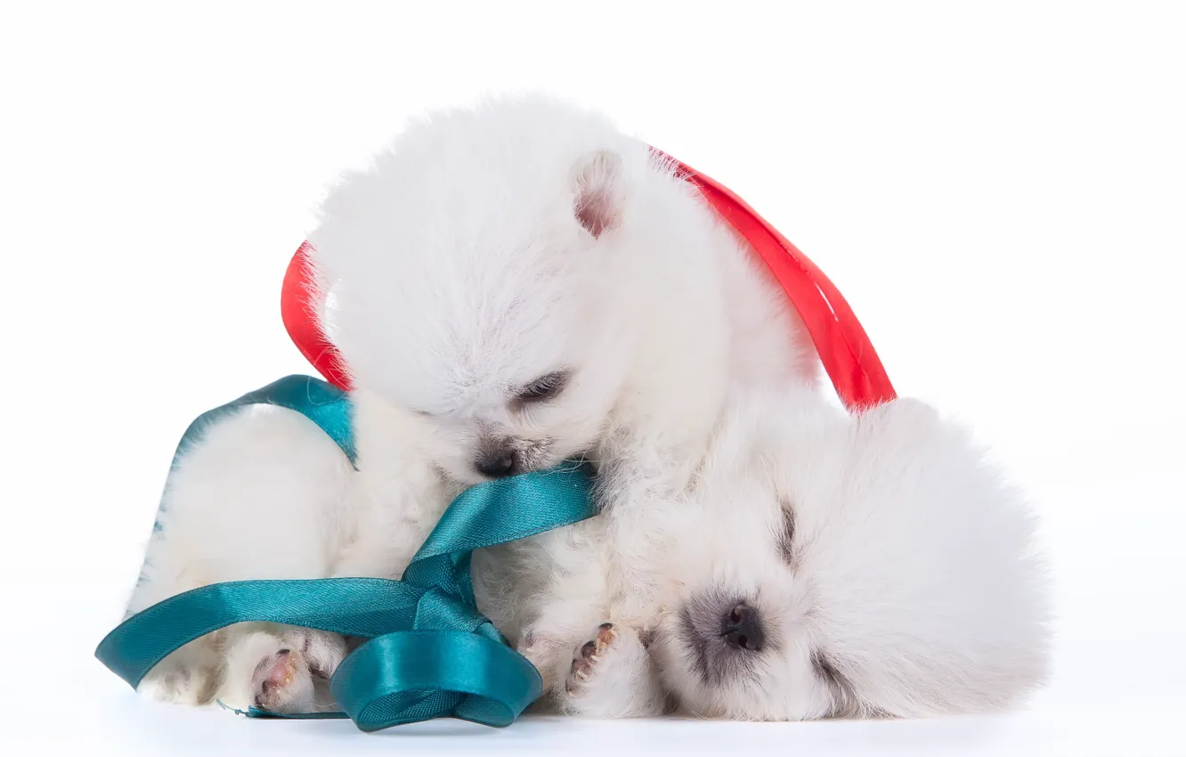 Photo wallpaper puppies, bow, a couple, Duo, Spitz