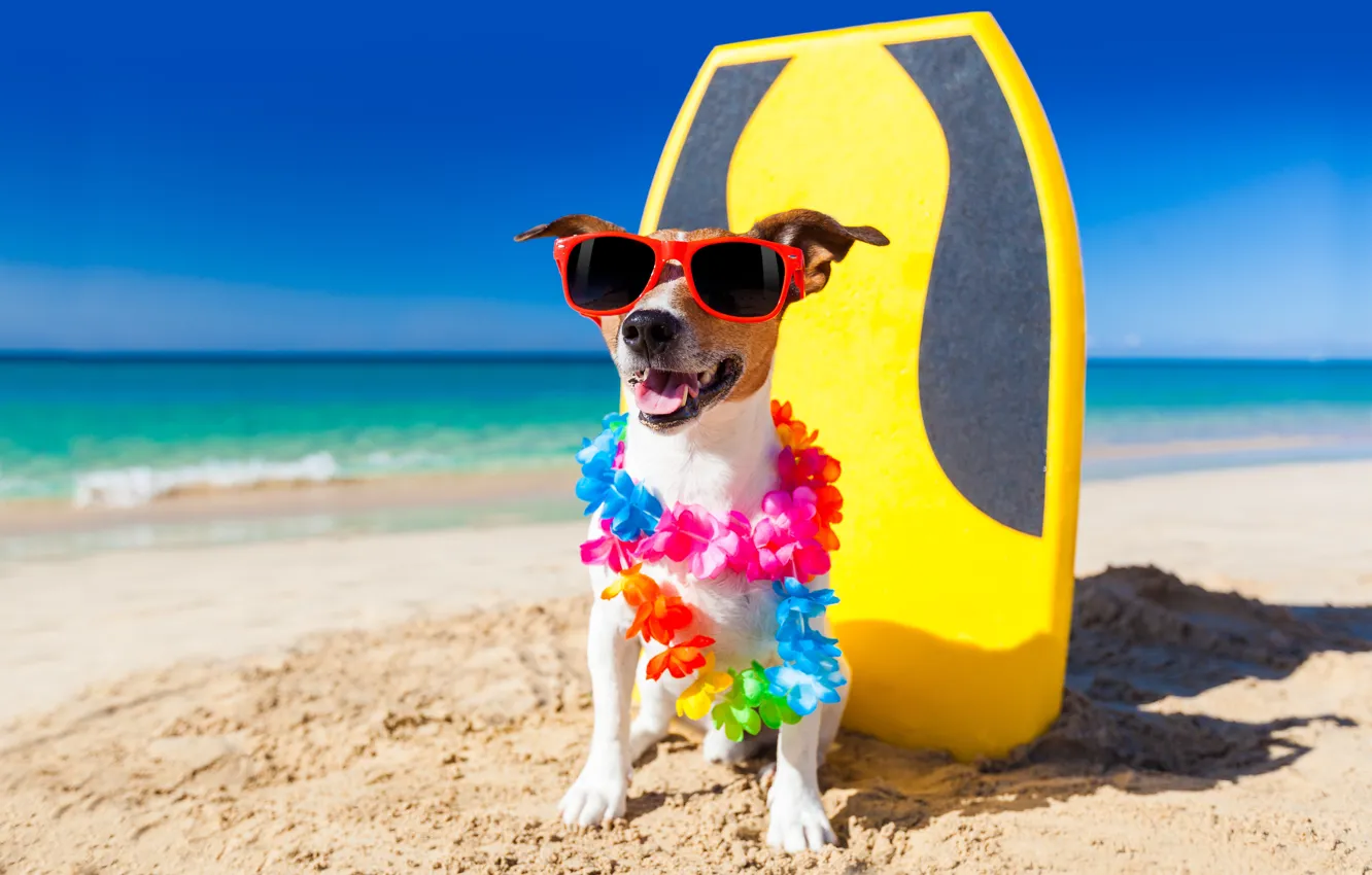 Photo wallpaper beach, dog, humor, garland, Jack Russell Terrier