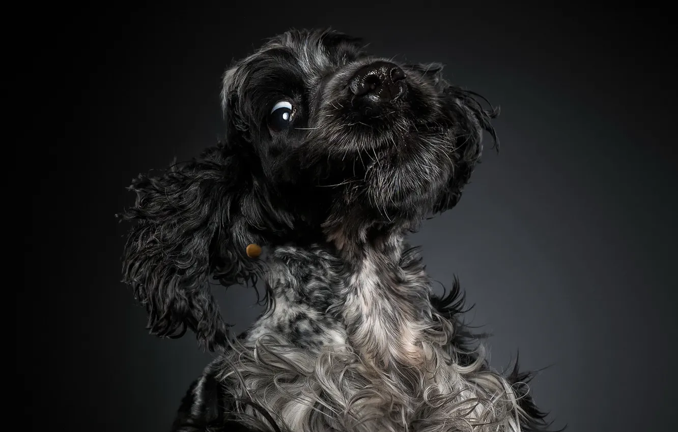 Photo wallpaper look, background, dog