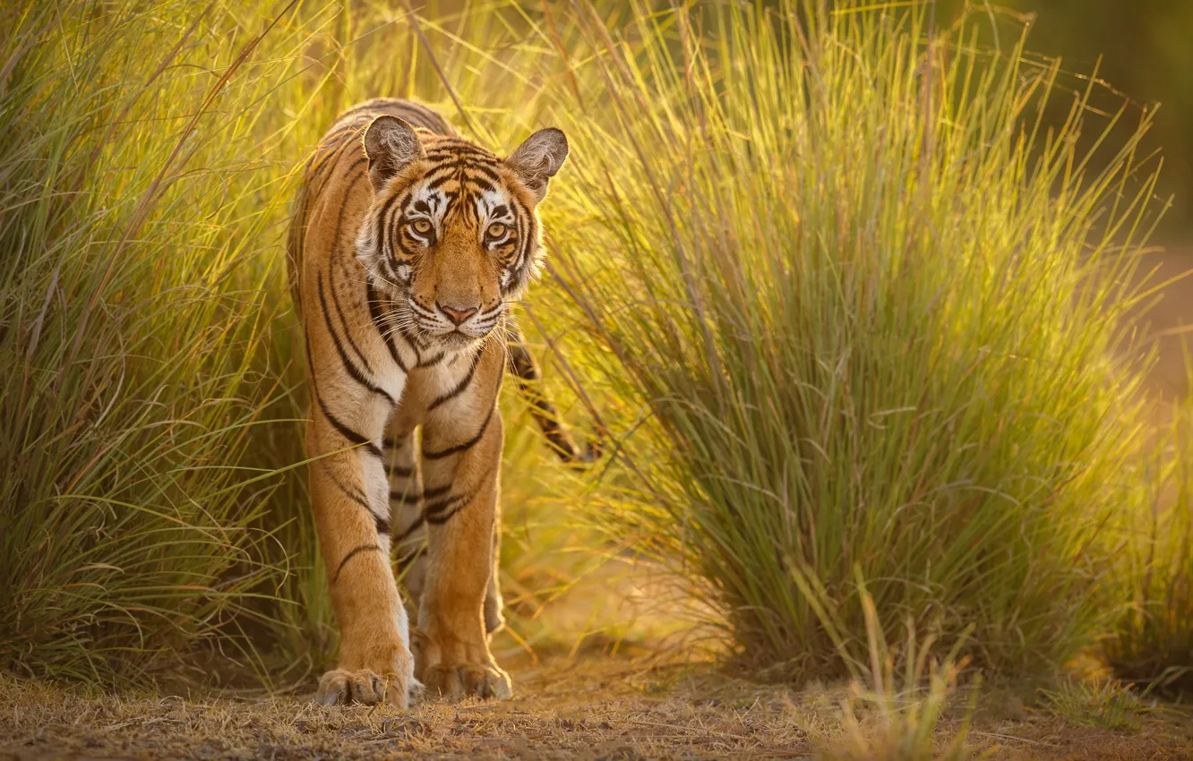 Photo wallpaper grass, look, face, nature, tiger, the bushes