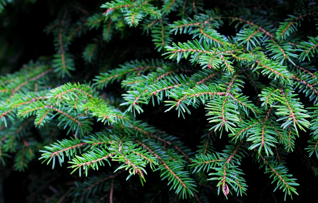 Photo wallpaper green, pine, twig
