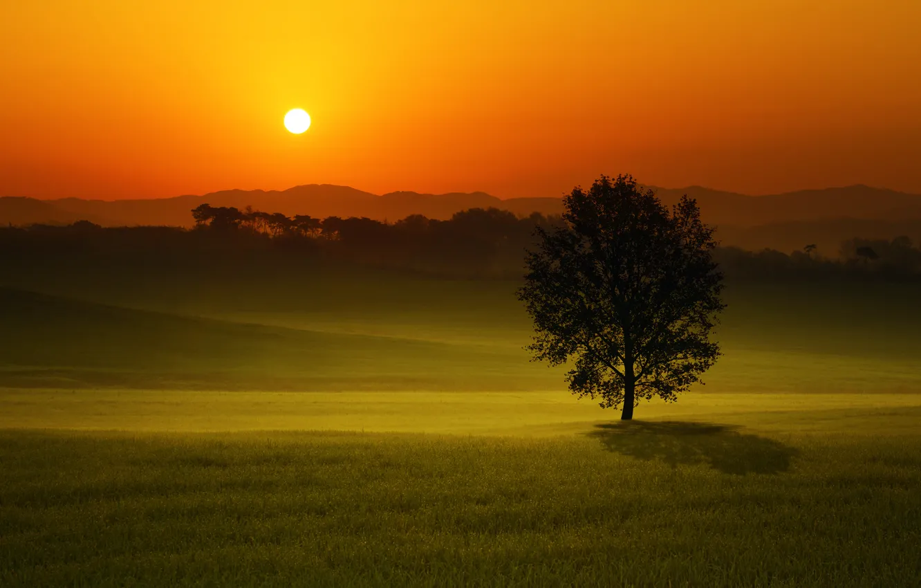 Photo wallpaper field, landscape, sunset, tree