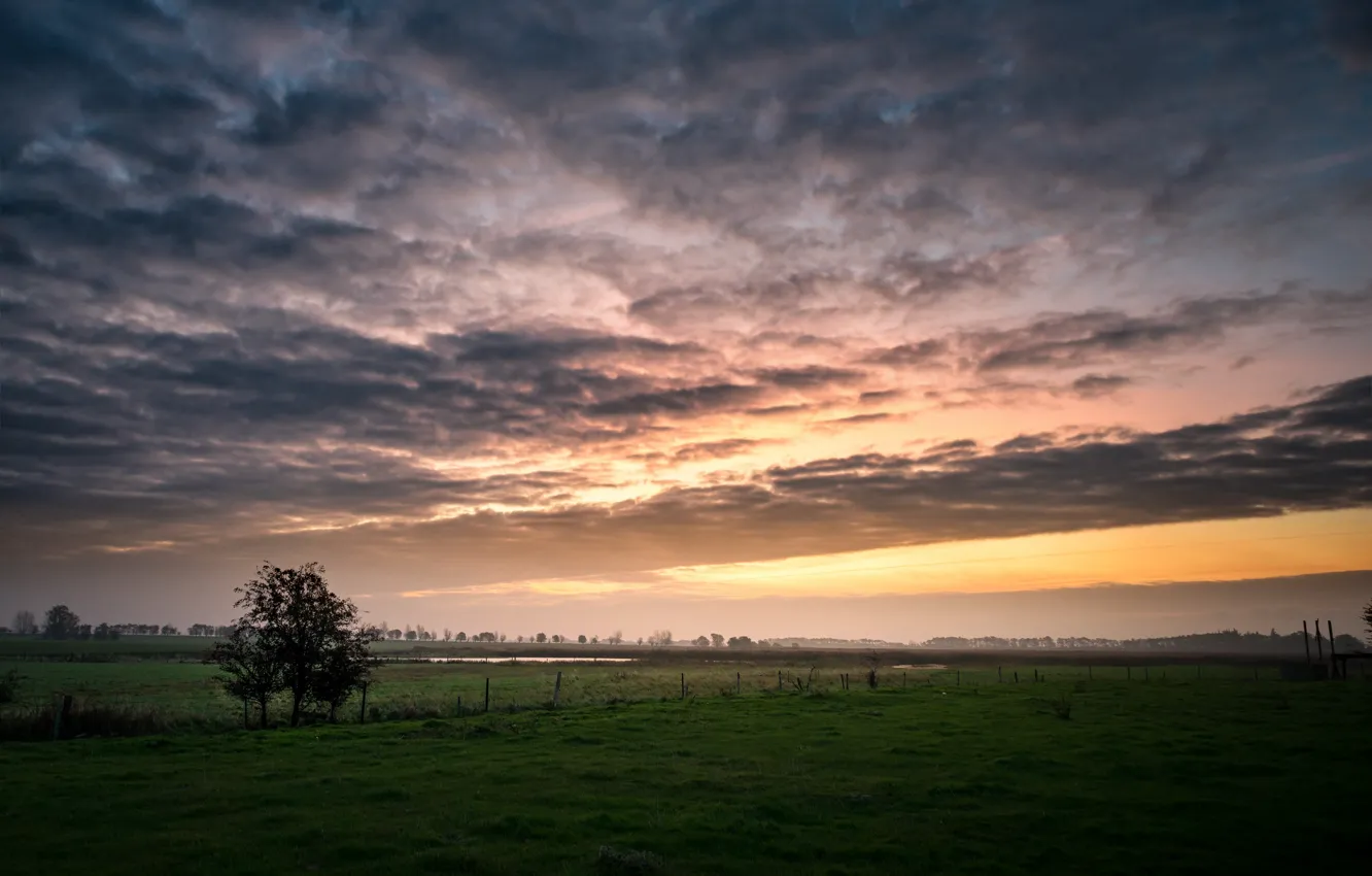 Photo wallpaper field, trees, sunset