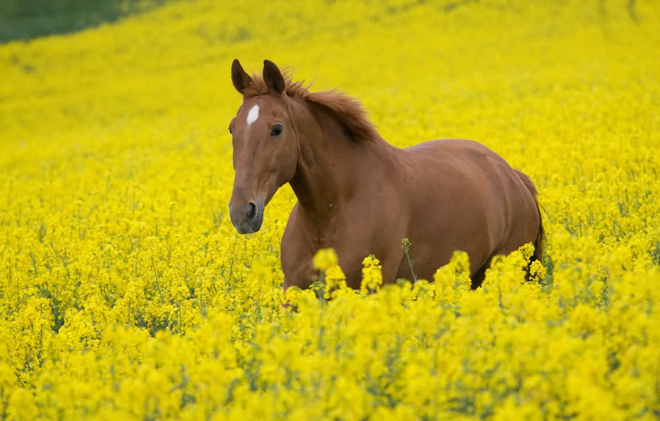 Photo wallpaper field, animals, the sky, flowers, nature, horse, horse, stallion