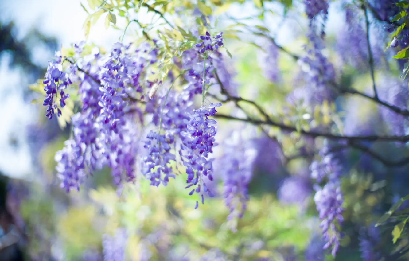 Photo wallpaper light, flowers, nature, tree, branch, spring, inflorescence, lilac