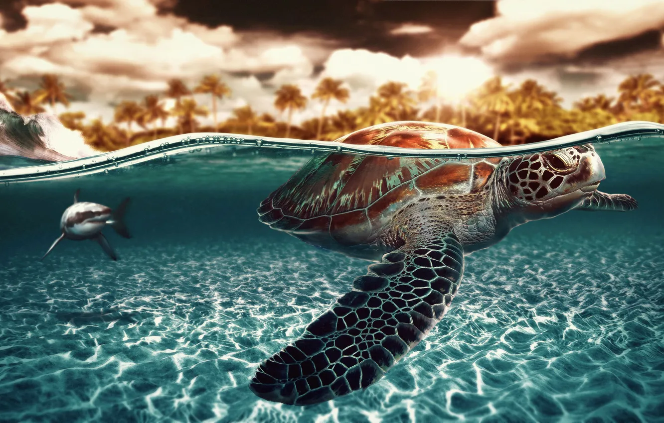 Photo wallpaper turtle, shark, under water