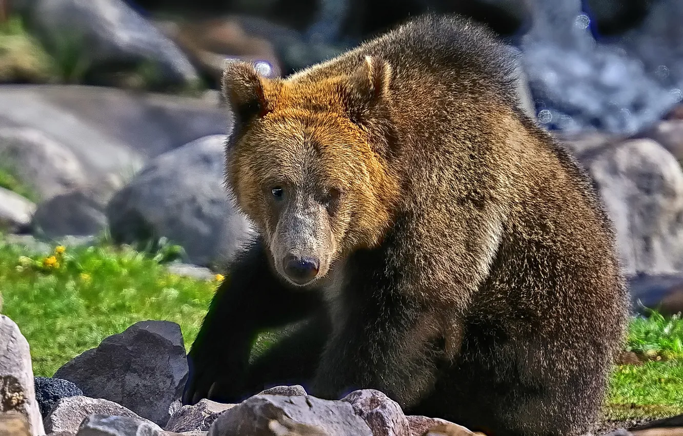 Photo wallpaper grass, stones, bear, brown