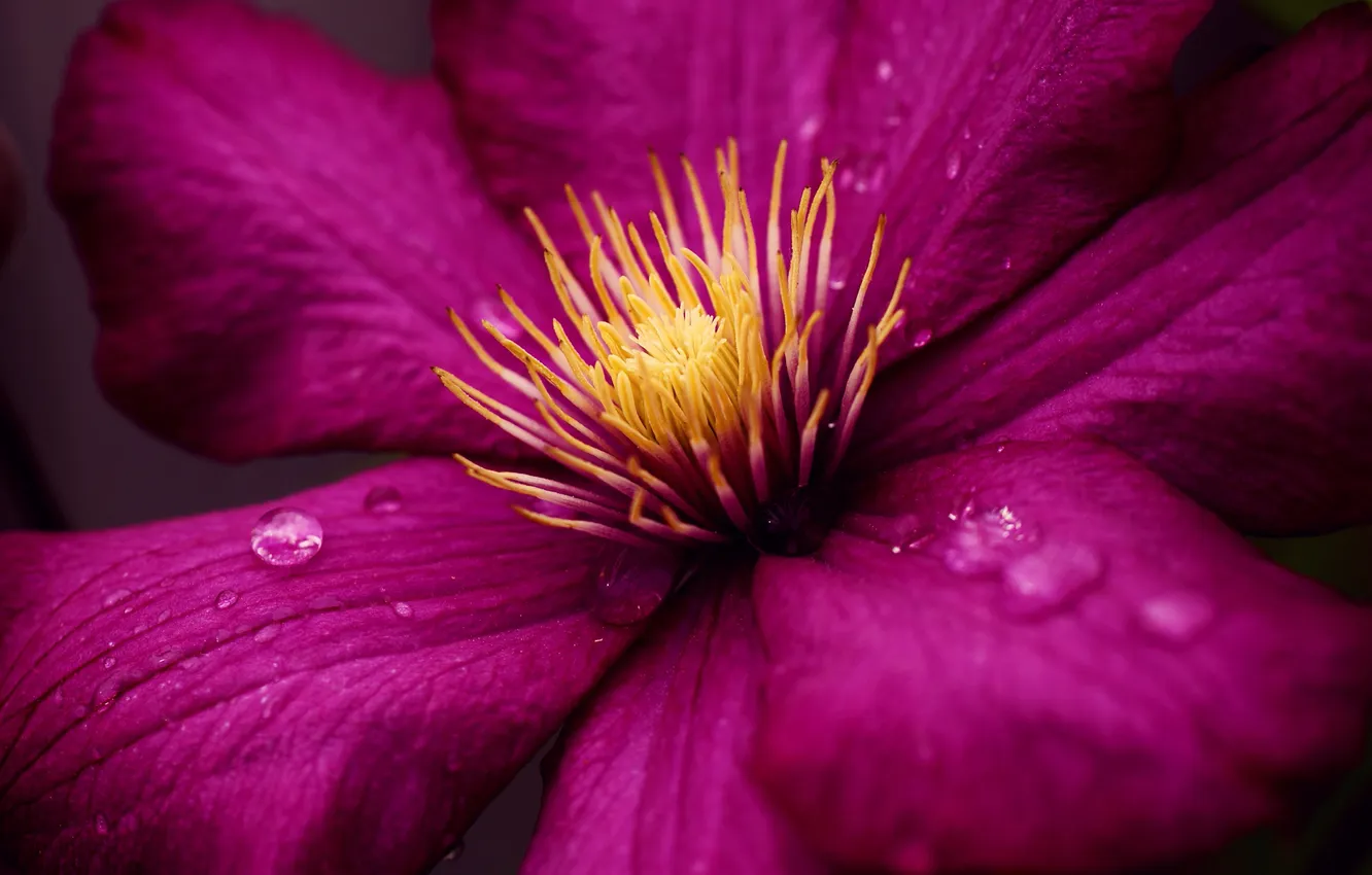 Photo wallpaper flower, drops, Rosa, clematis