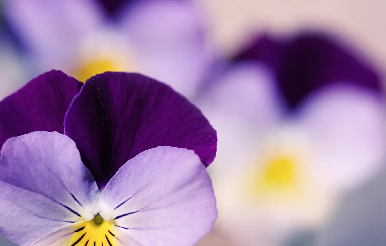 Photo wallpaper flowers, garden, macro photography, beautiful Wallpapers for desktop, free pictures