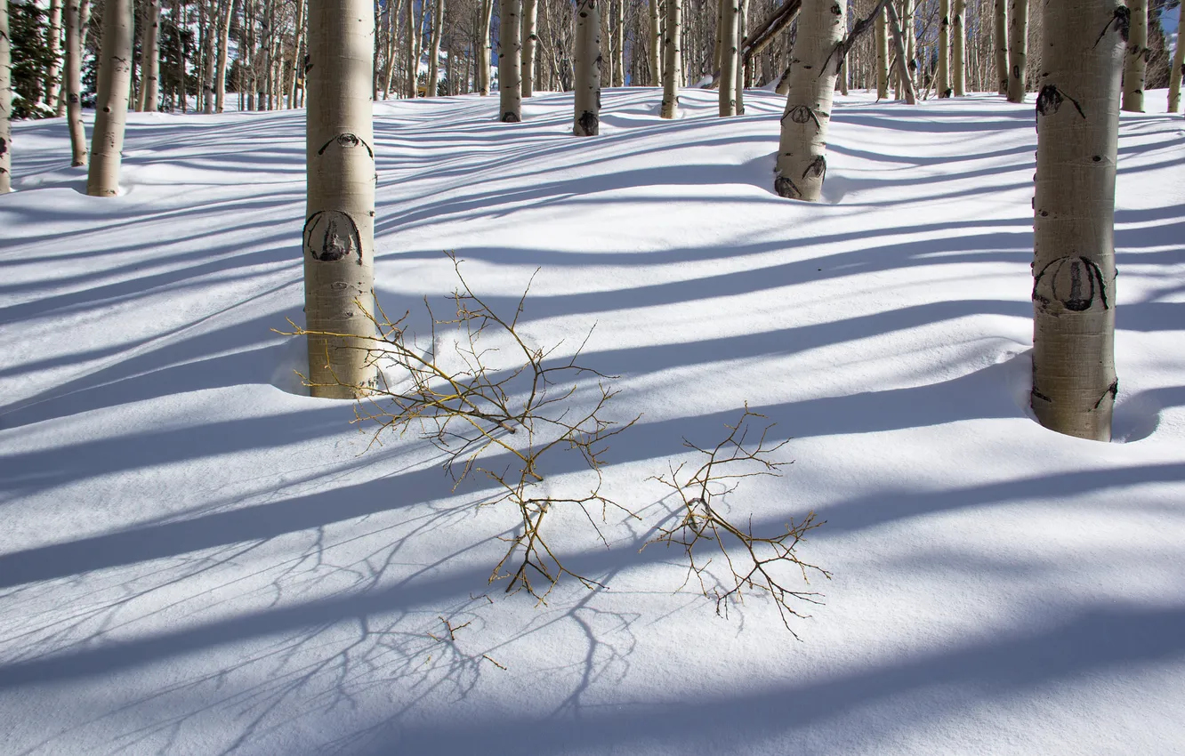 Photo wallpaper winter, forest, snow, trees, shadow, grove