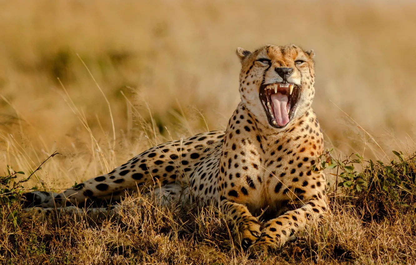 Photo wallpaper grass, mouth, Cheetah, Africa