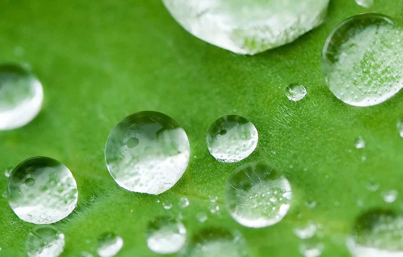 Photo wallpaper drops on the leaf