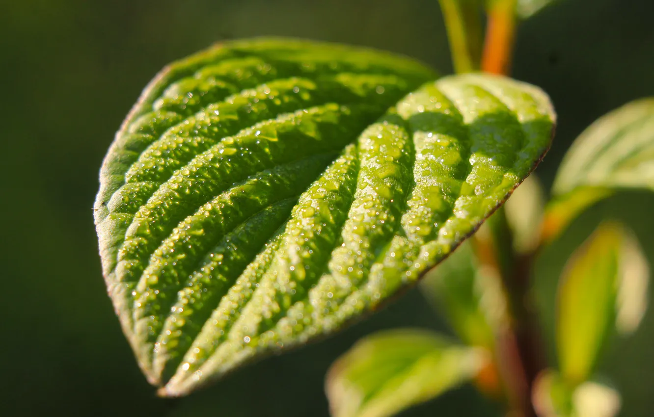 Photo wallpaper green, leaf, plant