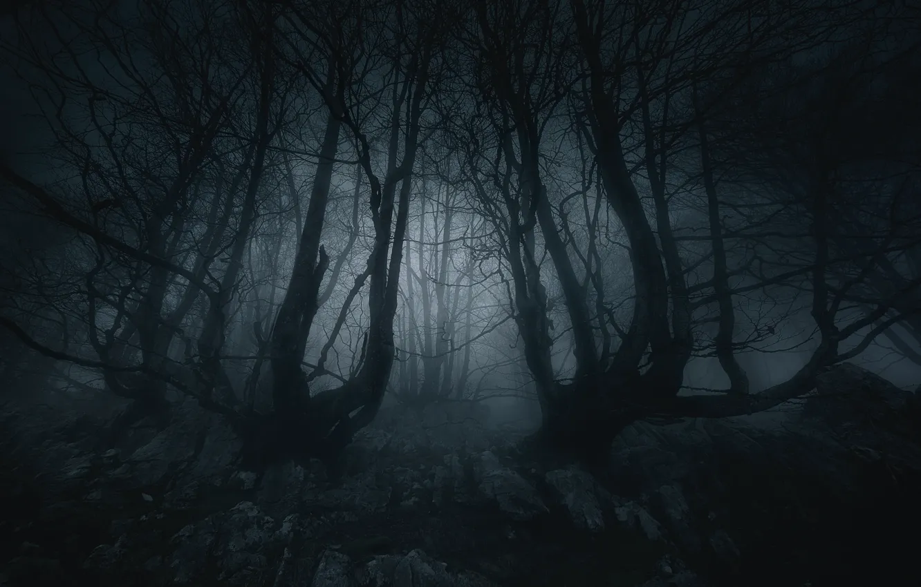 Photo wallpaper forest, trees, night, nature, fog