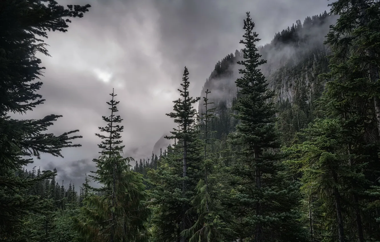 Photo wallpaper forest, mountains, fog