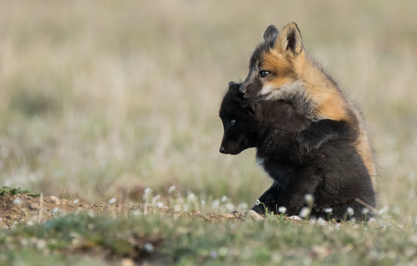 Photo wallpaper Fox, a couple, cubs, cubs