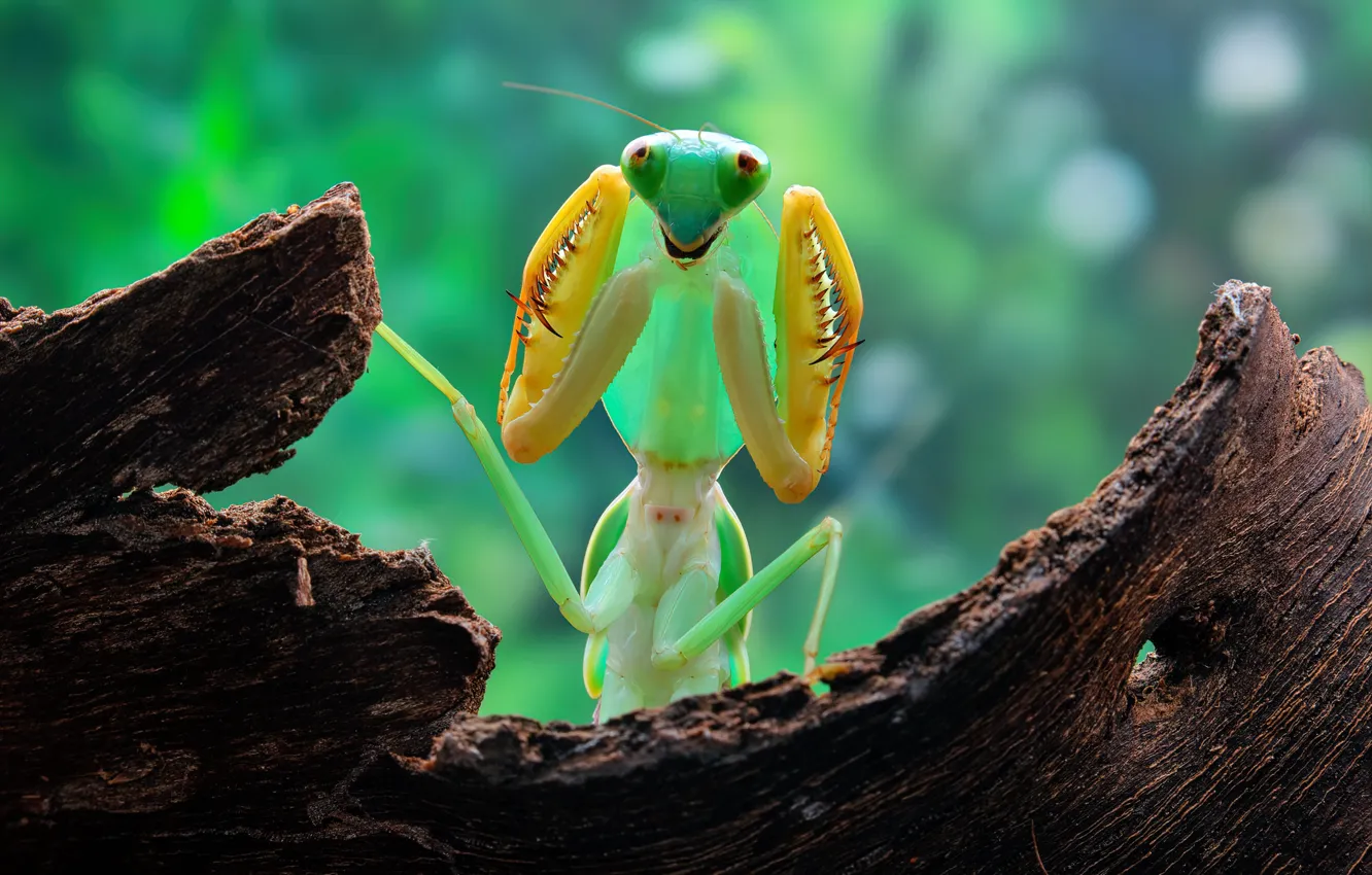 Photo wallpaper look, macro, pose, green, background, portrait, legs, mantis
