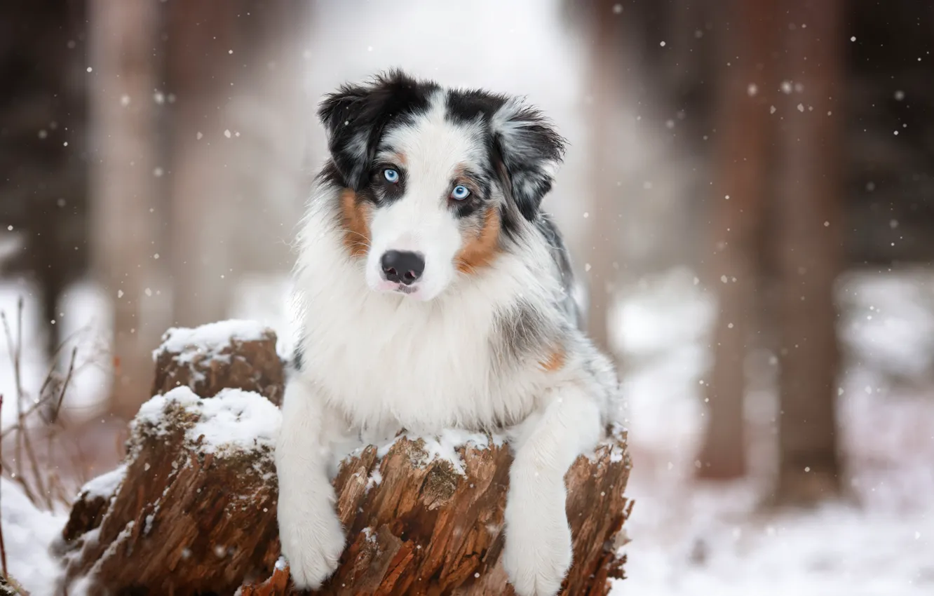Photo wallpaper look, face, snow, stump, dog, paws, Australian shepherd, Aussie