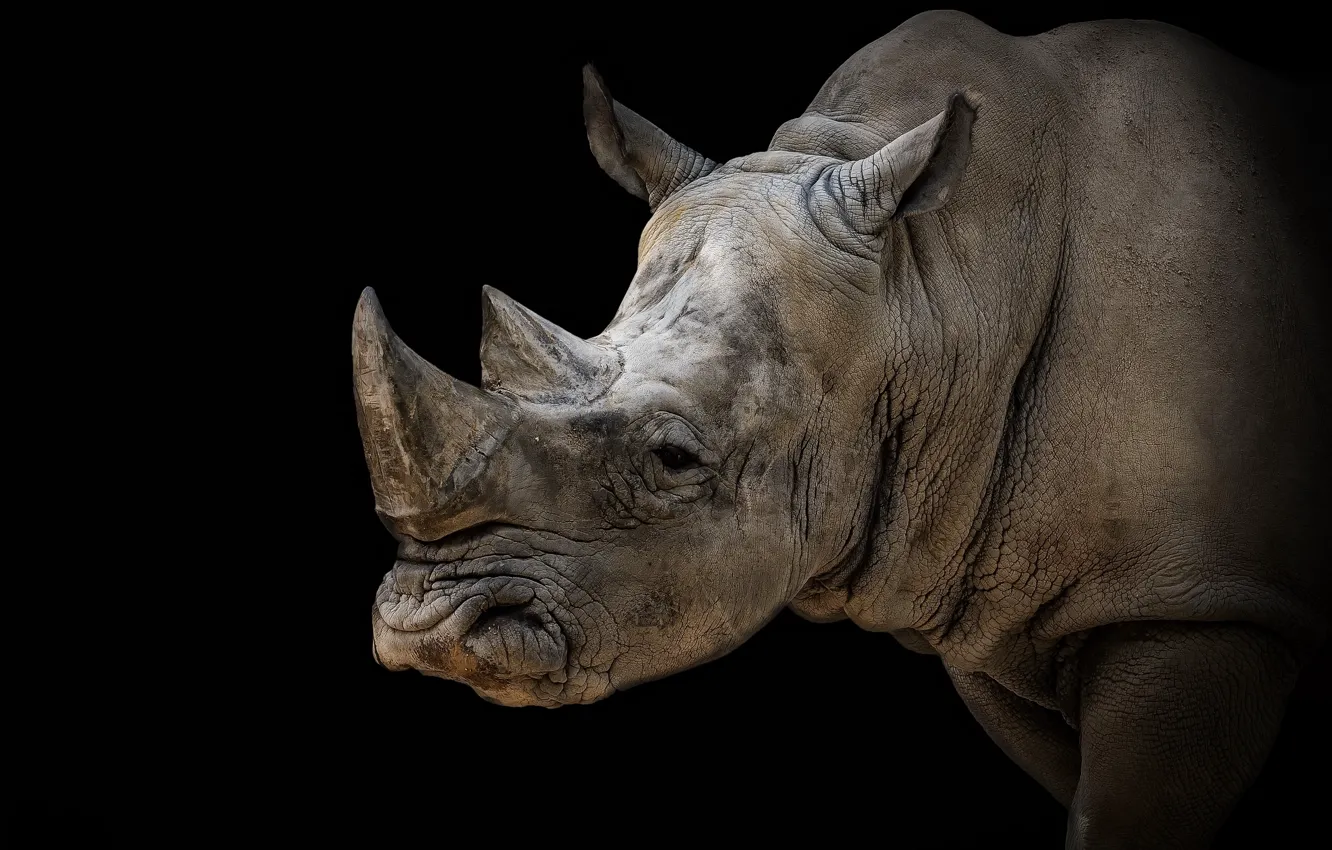 Photo wallpaper nature, background, Rhino