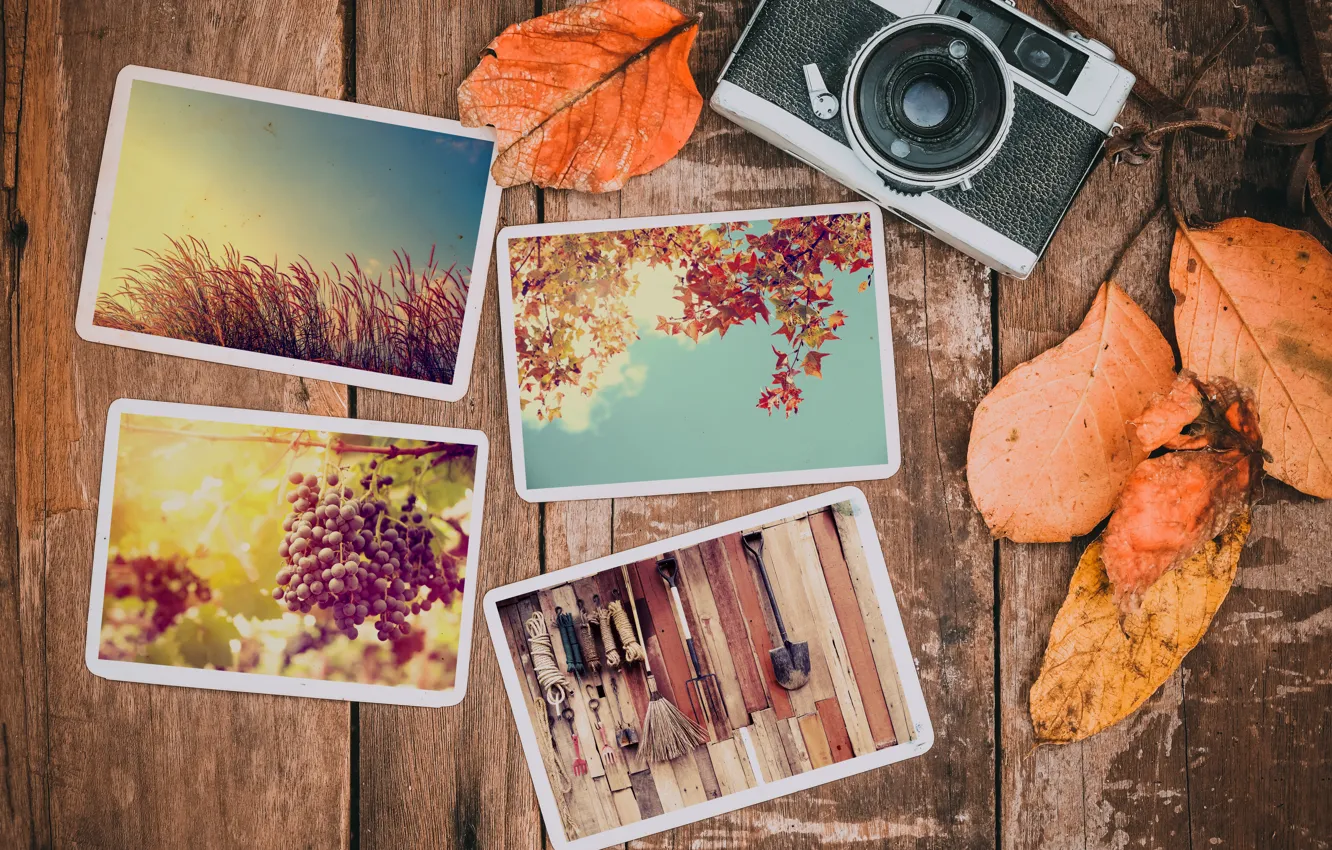 Photo wallpaper autumn, leaves, photo, background, camera, colorful, happy, wood