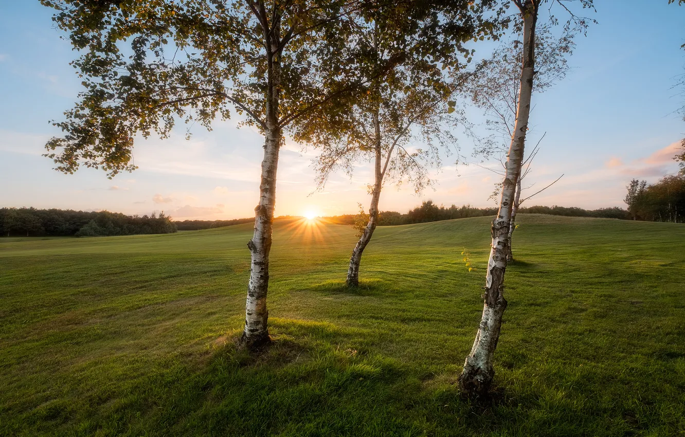 Photo wallpaper field, the sun, birch