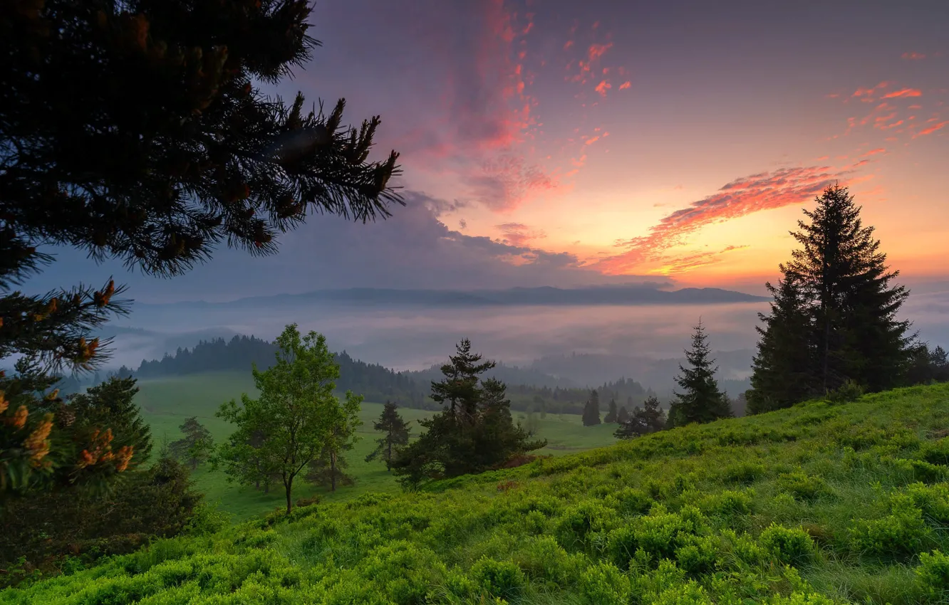 Photo wallpaper forest, grass, trees, landscape, sunset, branches, nature, hills